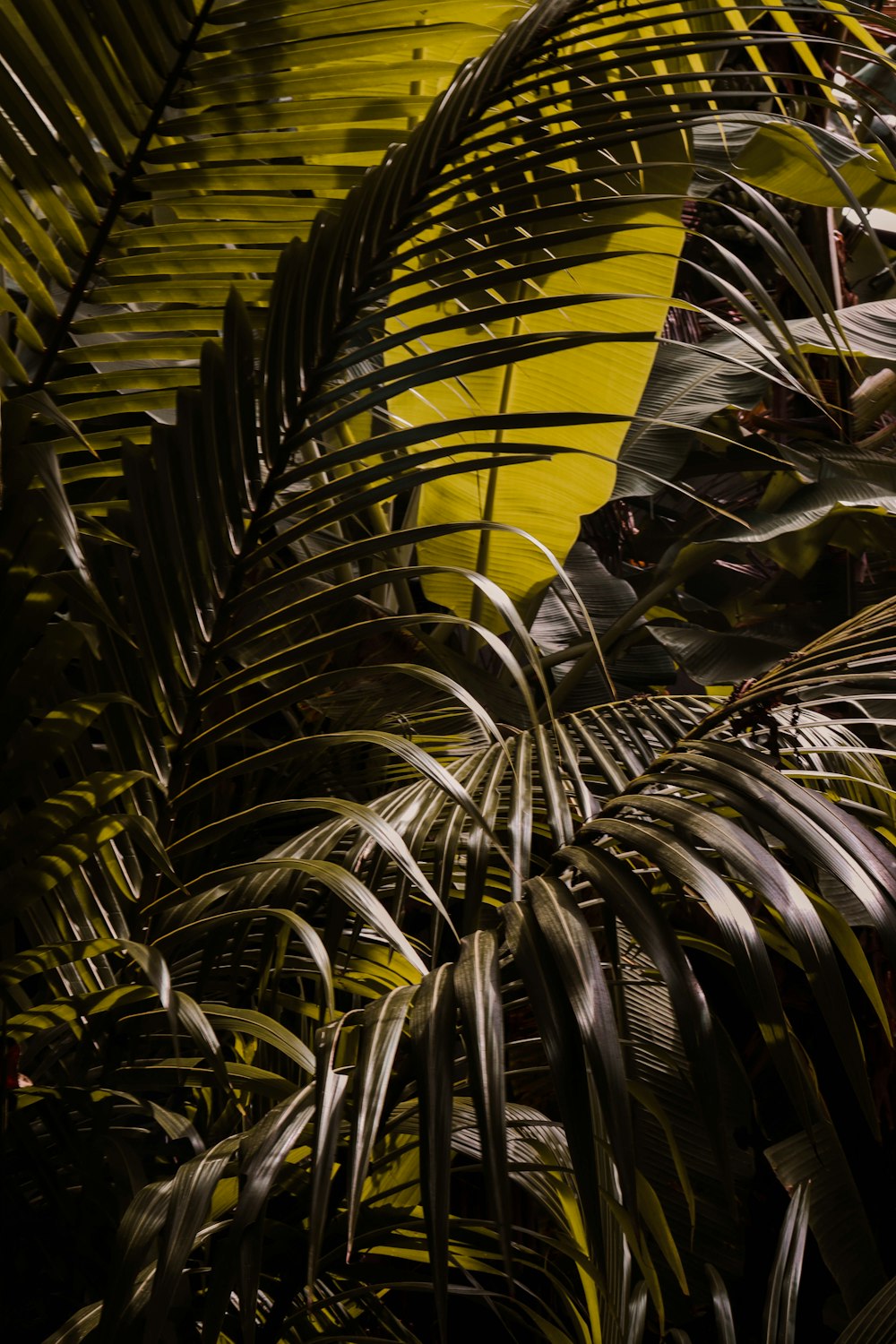 a close up of a palm tree with a yellow background