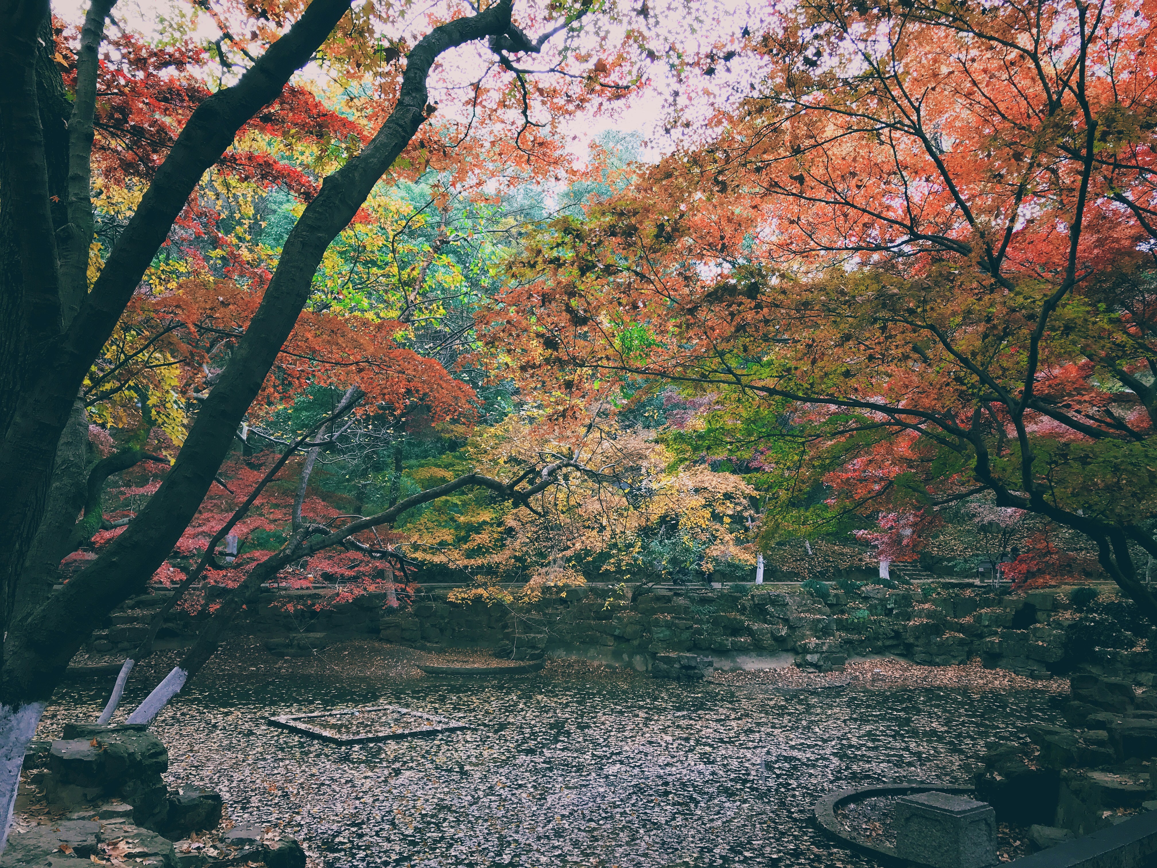 Foto Un parque lleno de muchos árboles cubiertos de hojas Imagen 苏州市