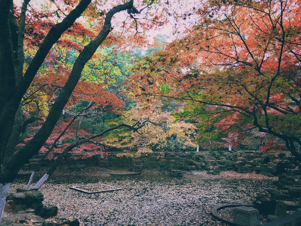 a park filled with lots of trees covered in leaves