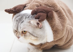 a cat with a stuffed animal on its head