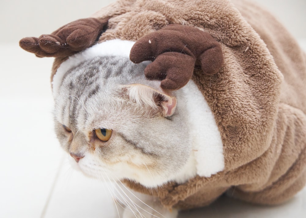 a cat with a stuffed animal on its head