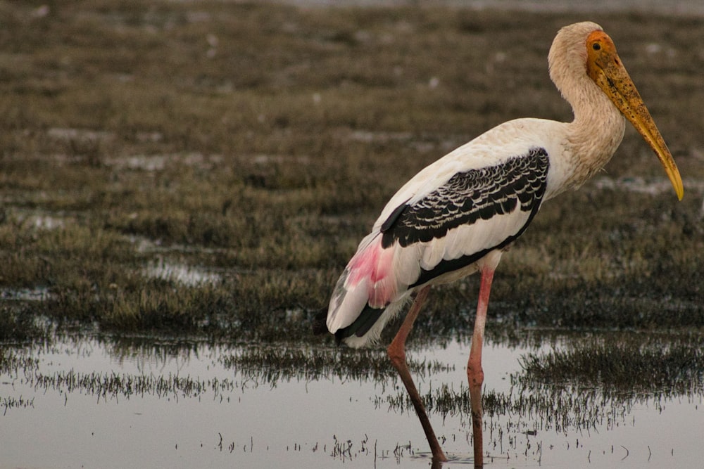 a large white and black bird with a long beak