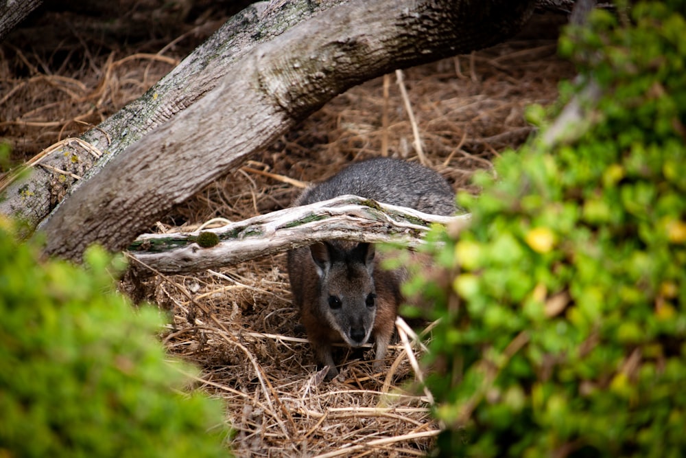 a baby kangaroo is hiding in a pile of hay