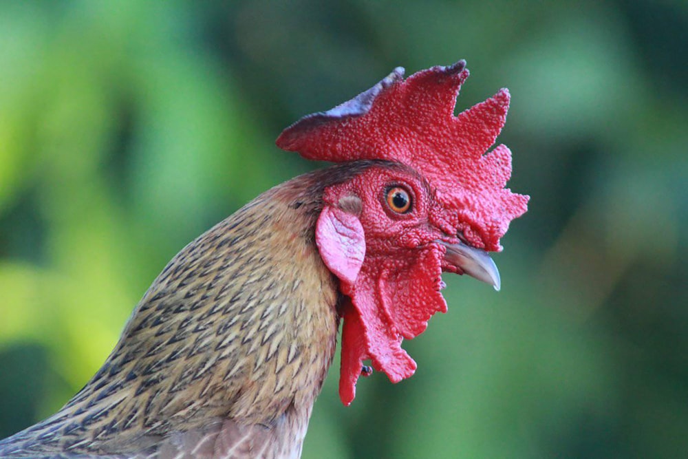 a close up of a rooster with a blurry background