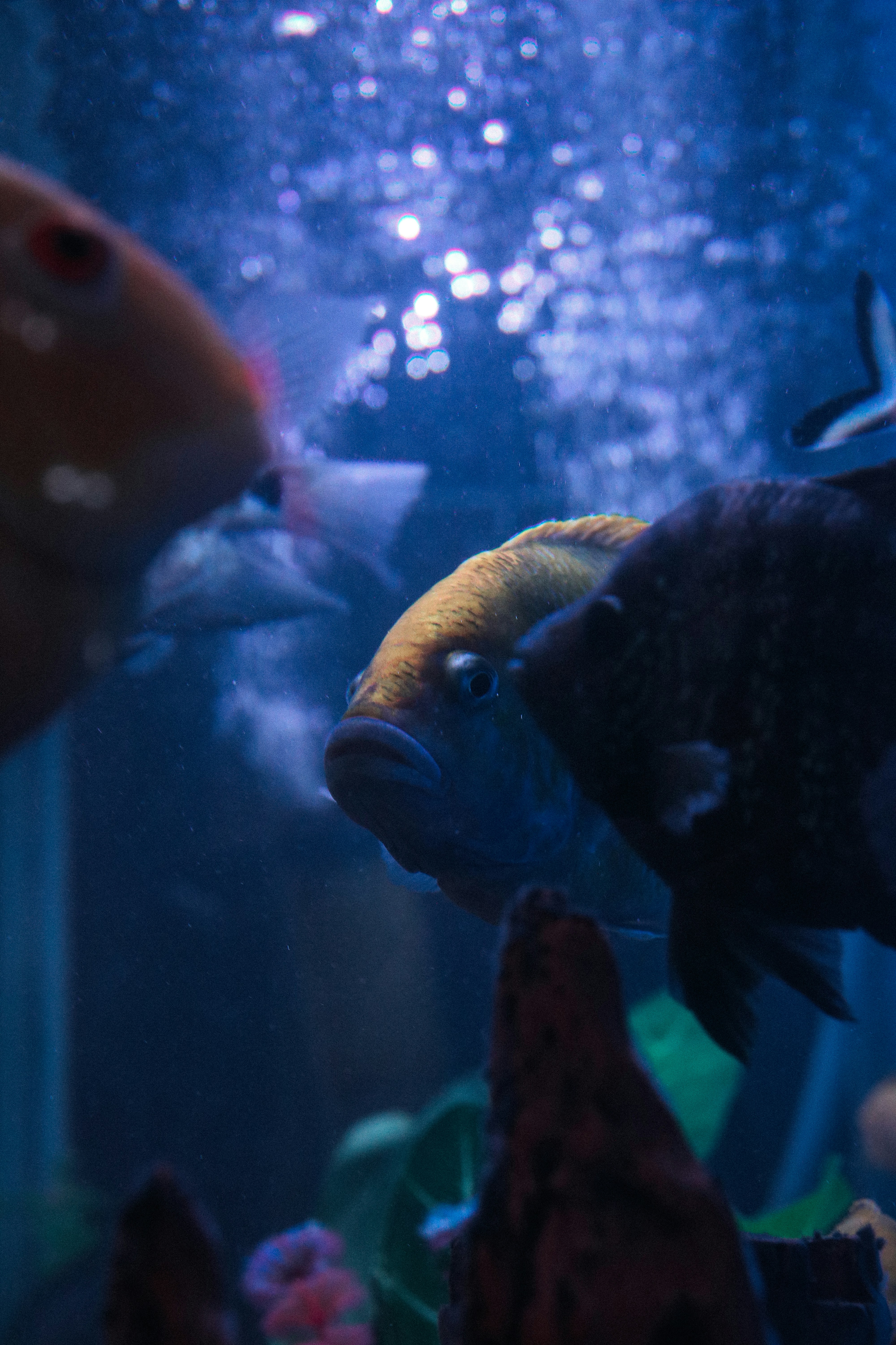 sekelompok ikan berenang di akuarium