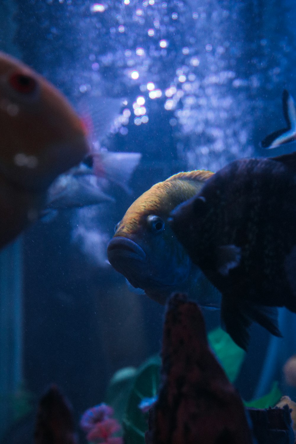 a group of fish swimming in an aquarium