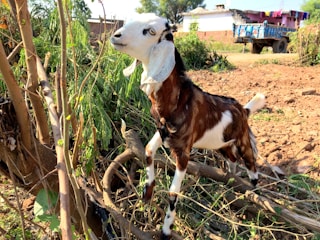 A goat with a predominantly brown and white coat stands on its hind legs against a backdrop of shrubbery. The setting is a rural area with a dirt path, greenery, and a blue tractor in the background along with a house. The goat appears curious and attentive as it looks upward, surrounded by branches.