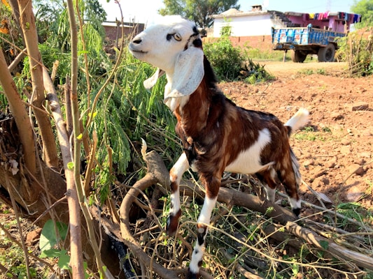 A goat with a predominantly brown and white coat stands on its hind legs against a backdrop of shrubbery. The setting is a rural area with a dirt path, greenery, and a blue tractor in the background along with a house. The goat appears curious and attentive as it looks upward, surrounded by branches.
