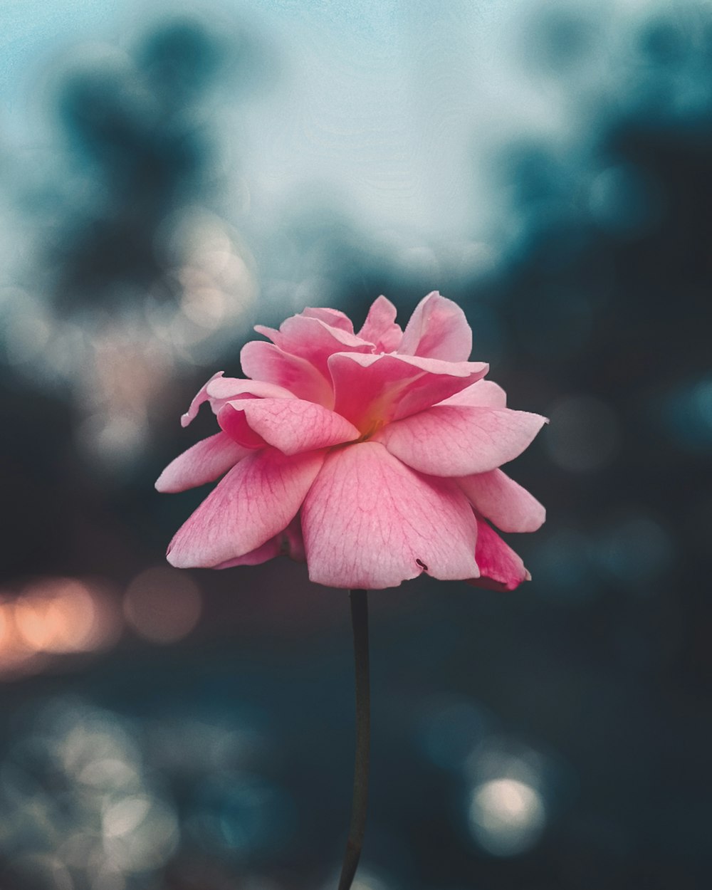 a pink flower with a blurry background