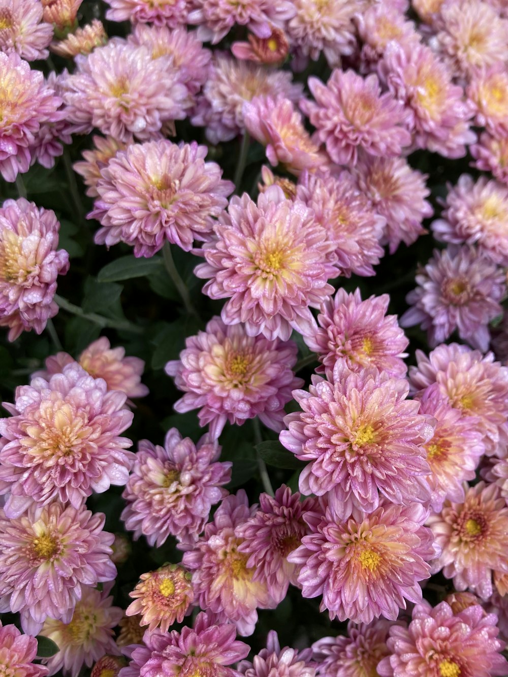 a close up of a bunch of pink flowers