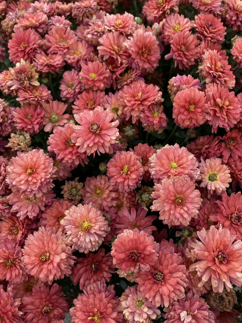 a bunch of pink flowers that are blooming