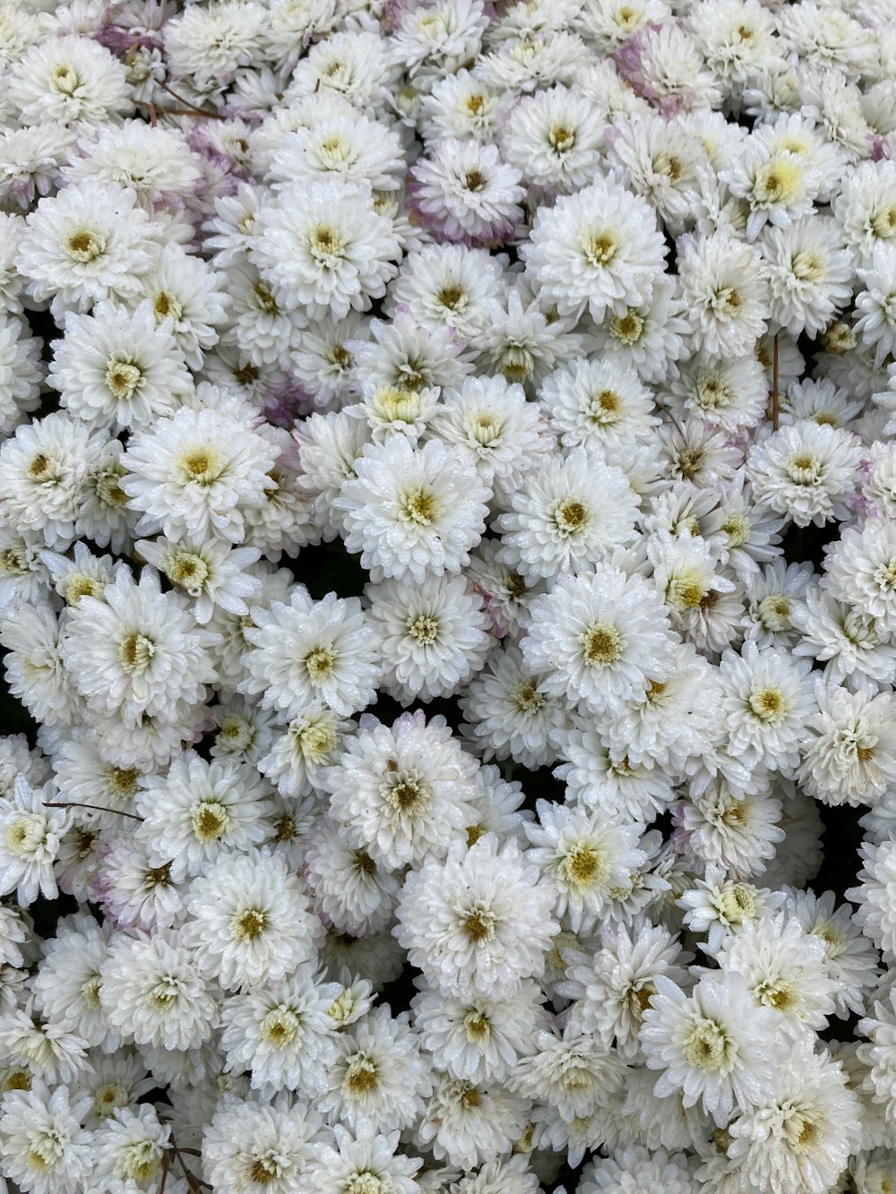 a bunch of white flowers with yellow centers