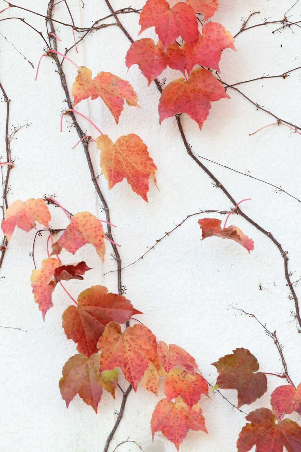 a bunch of leaves that are on a wall