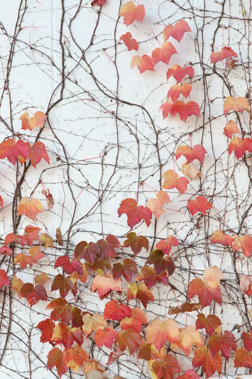 a bunch of leaves that are on a wall