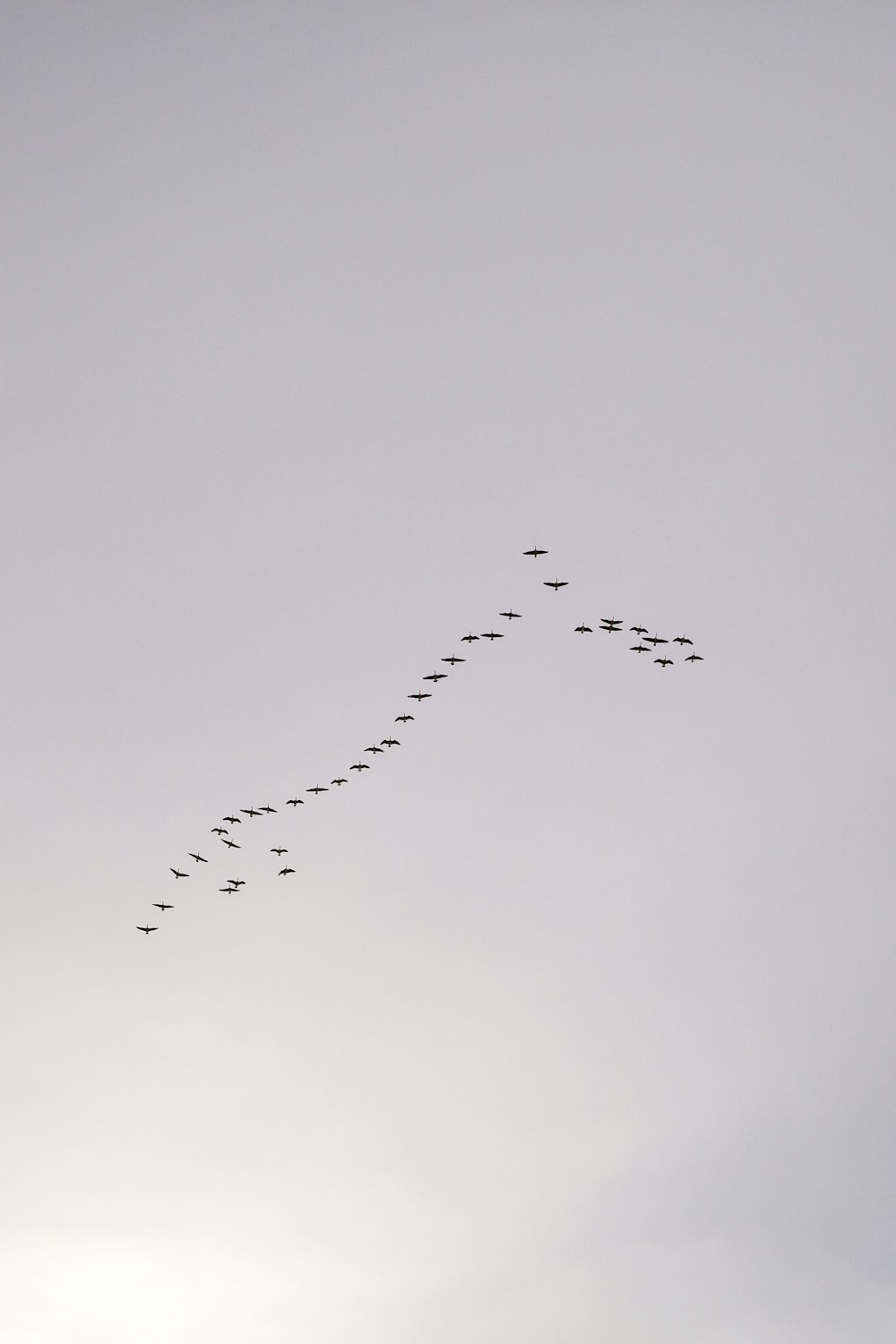 a flock of birds flying in the sky