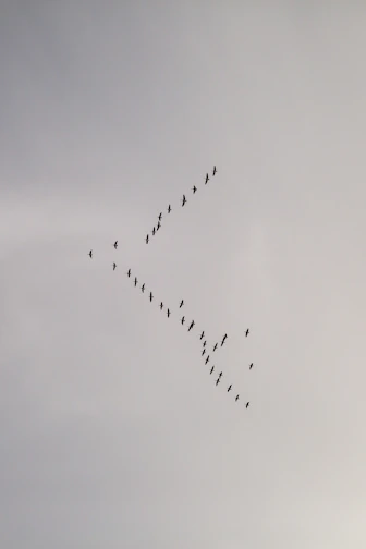 a flock of birds flying in a V across a cloudy sky