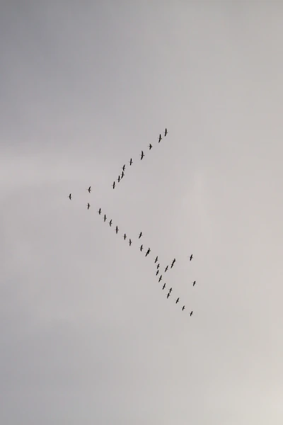a flock of birds flying in a V across a cloudy sky