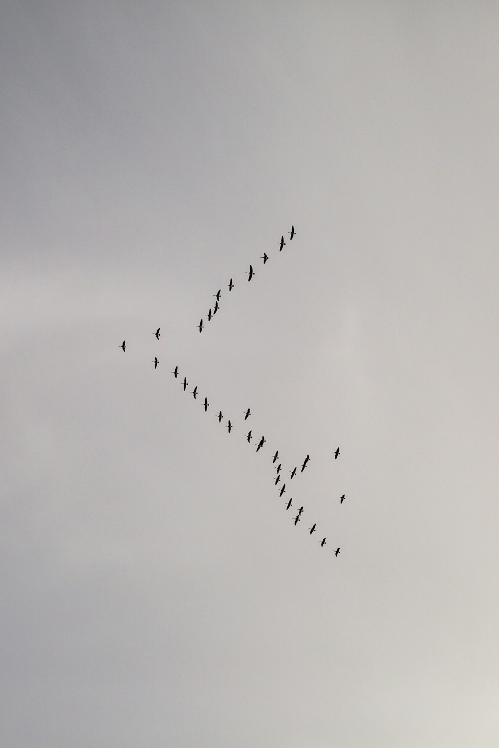 a flock of birds flying across a cloudy sky