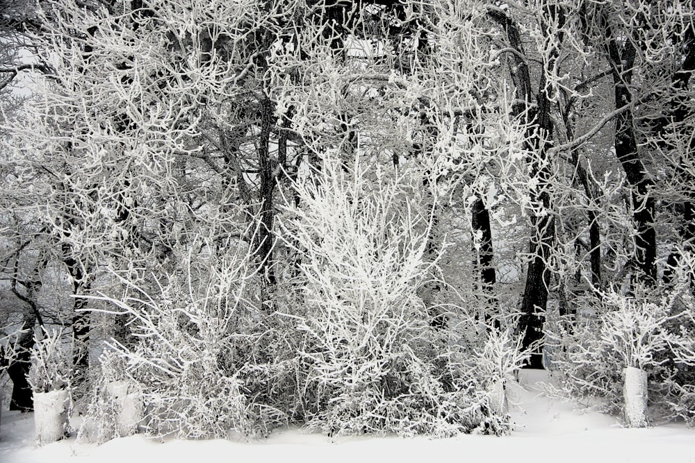 a black and white photo of trees covered in snow