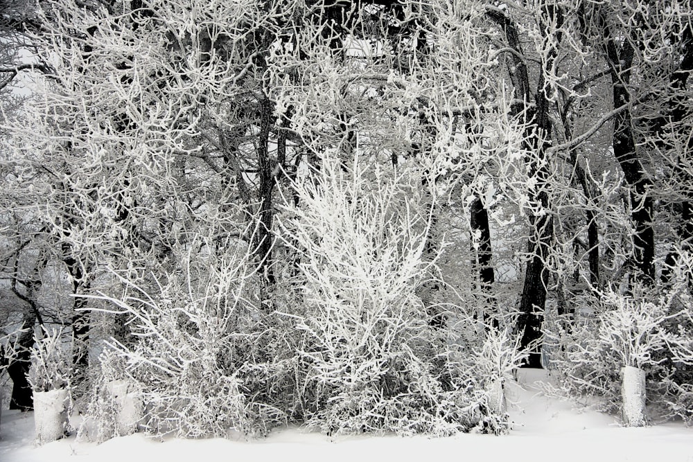 Una foto in bianco e nero di alberi coperti di neve
