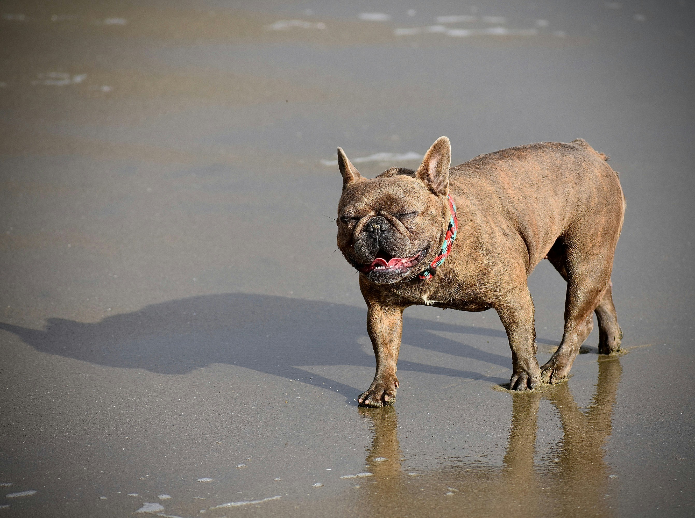 a brown dog standing on top of a wet beach, Smiling French bulldog with closed eyes strolling along the beach during daytime 