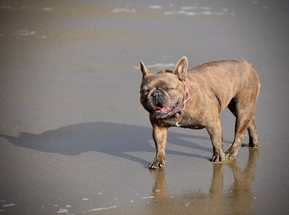 a brown dog standing on top of a wet beach