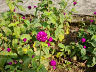 Vibrant magenta flowers with round petals stand out against a background of lush green leaves. The flowers are small and spherical, resembling buttons, and are scattered throughout the dense foliage in a garden setting. The ground is slightly visible, interspersed with leaves and other vegetation.