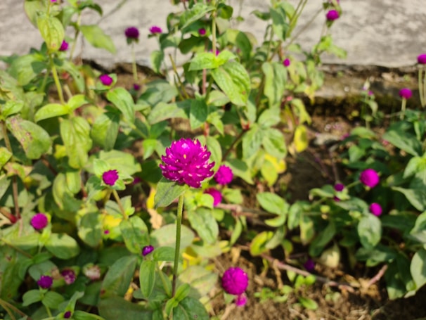 Vibrant magenta flowers with round petals stand out against a background of lush green leaves. The flowers are small and spherical, resembling buttons, and are scattered throughout the dense foliage in a garden setting. The ground is slightly visible, interspersed with leaves and other vegetation.