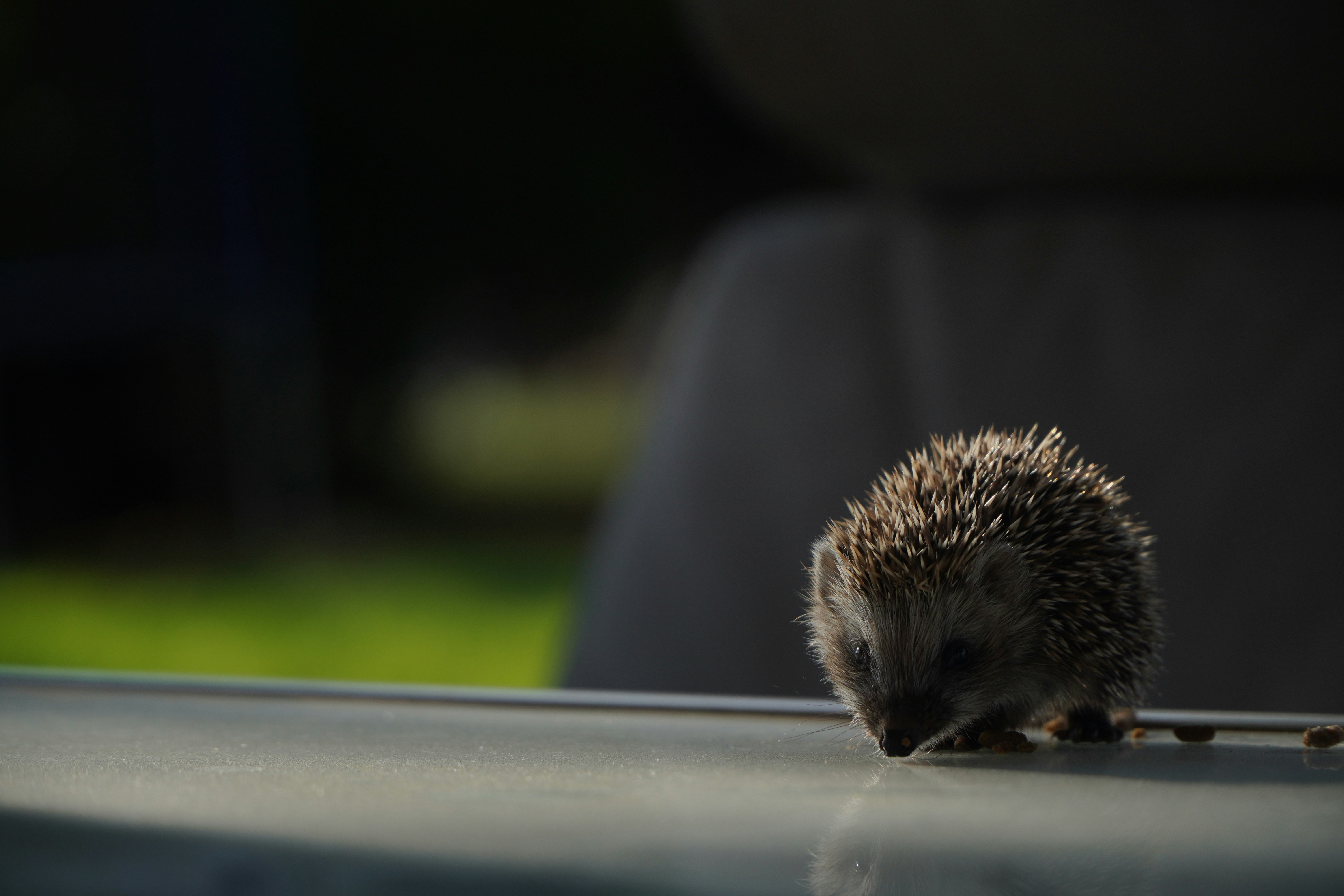 a small hedgehog sitting on top of a table