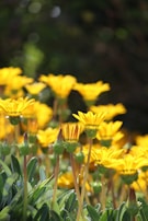 a field of yellow flowers with green leaves