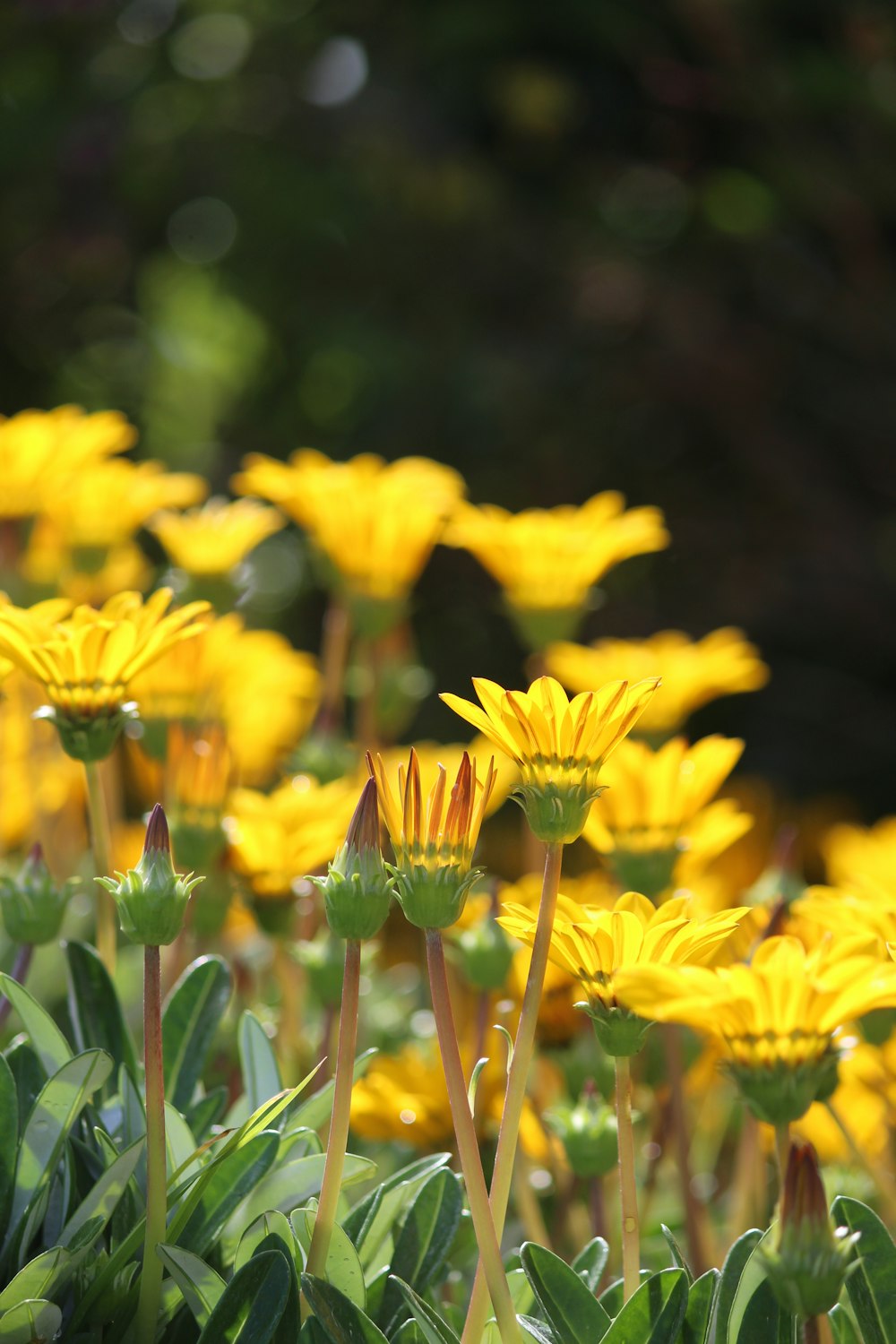 Un campo de flores amarillas con hojas verdes