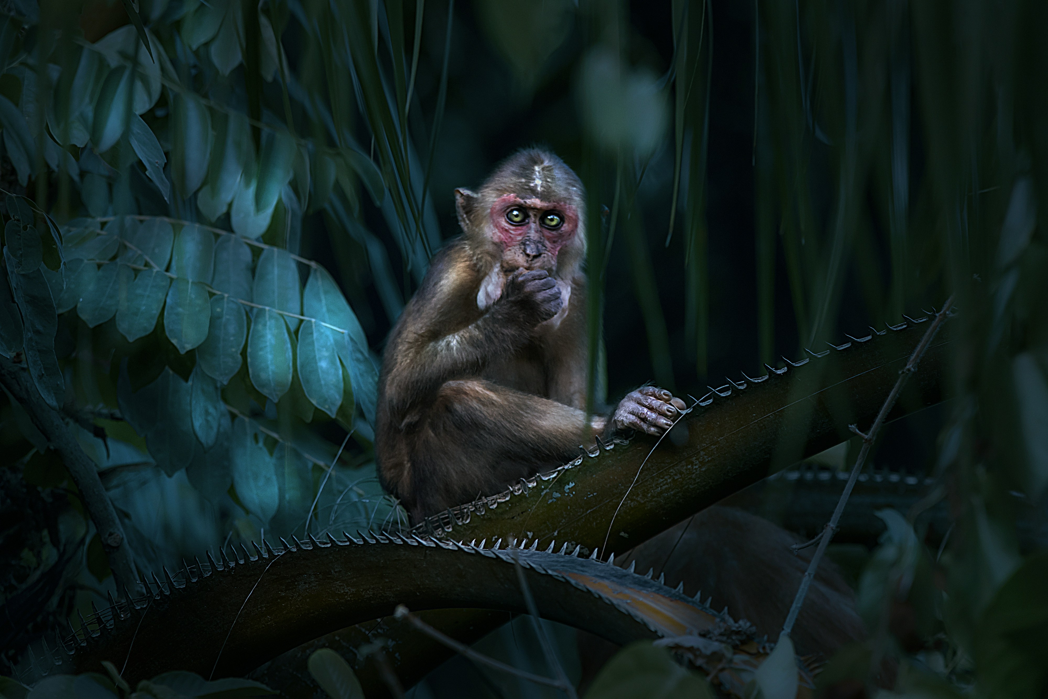 seekor monyet duduk di cabang pohon di hutan