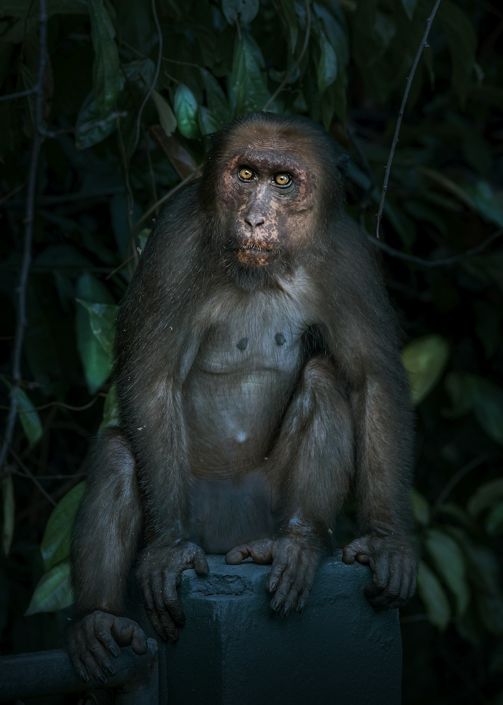 a monkey sitting on top of a wooden post