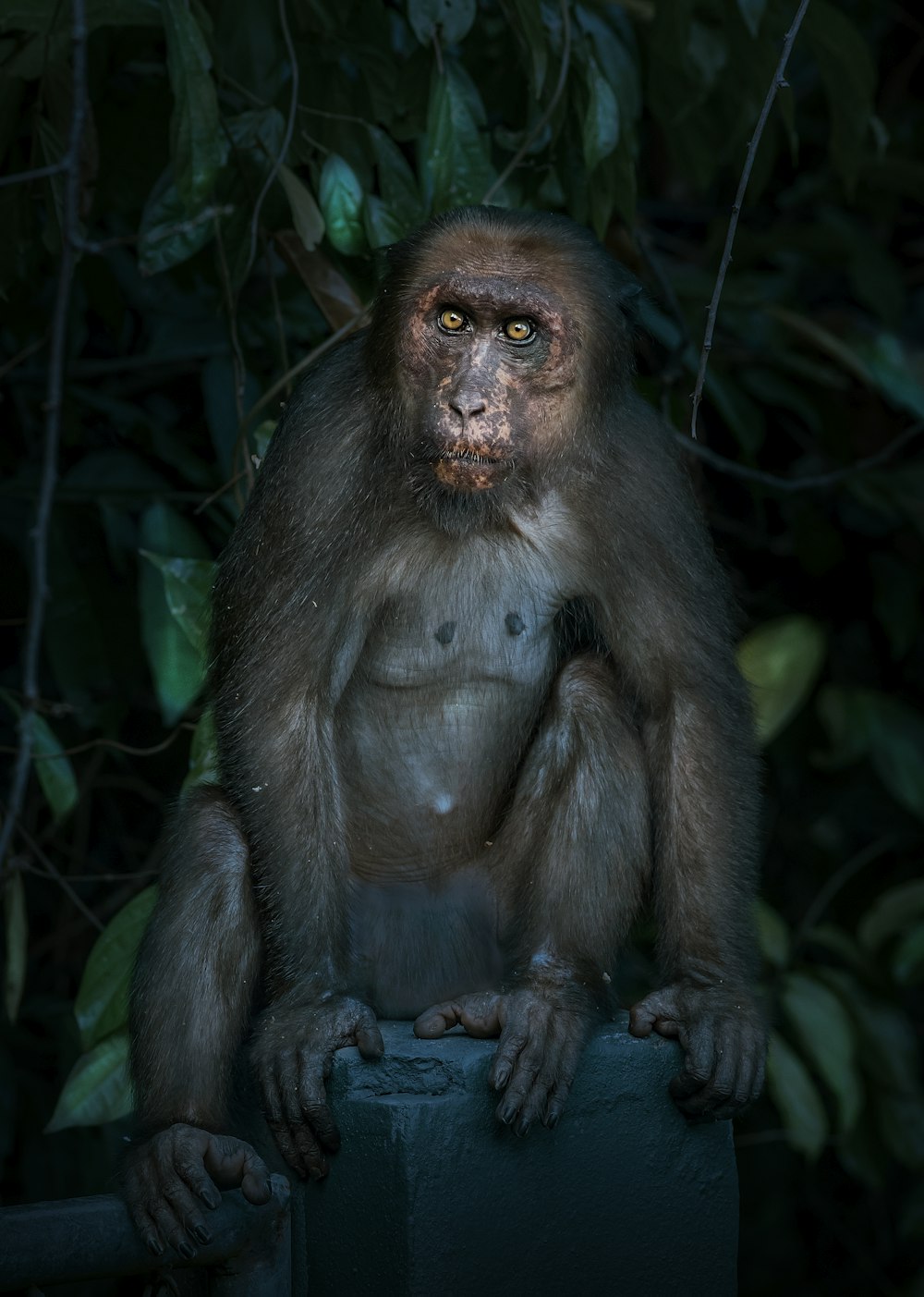 Ein Affe sitzt auf einem Holzpfosten