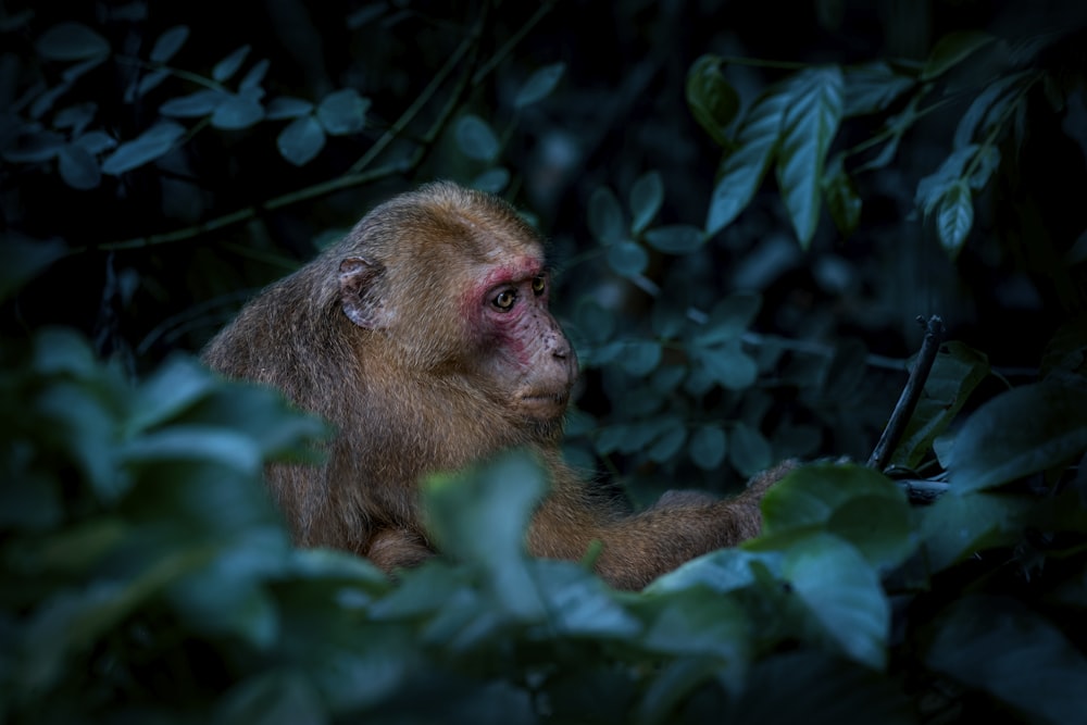 a monkey sitting in a tree looking at something