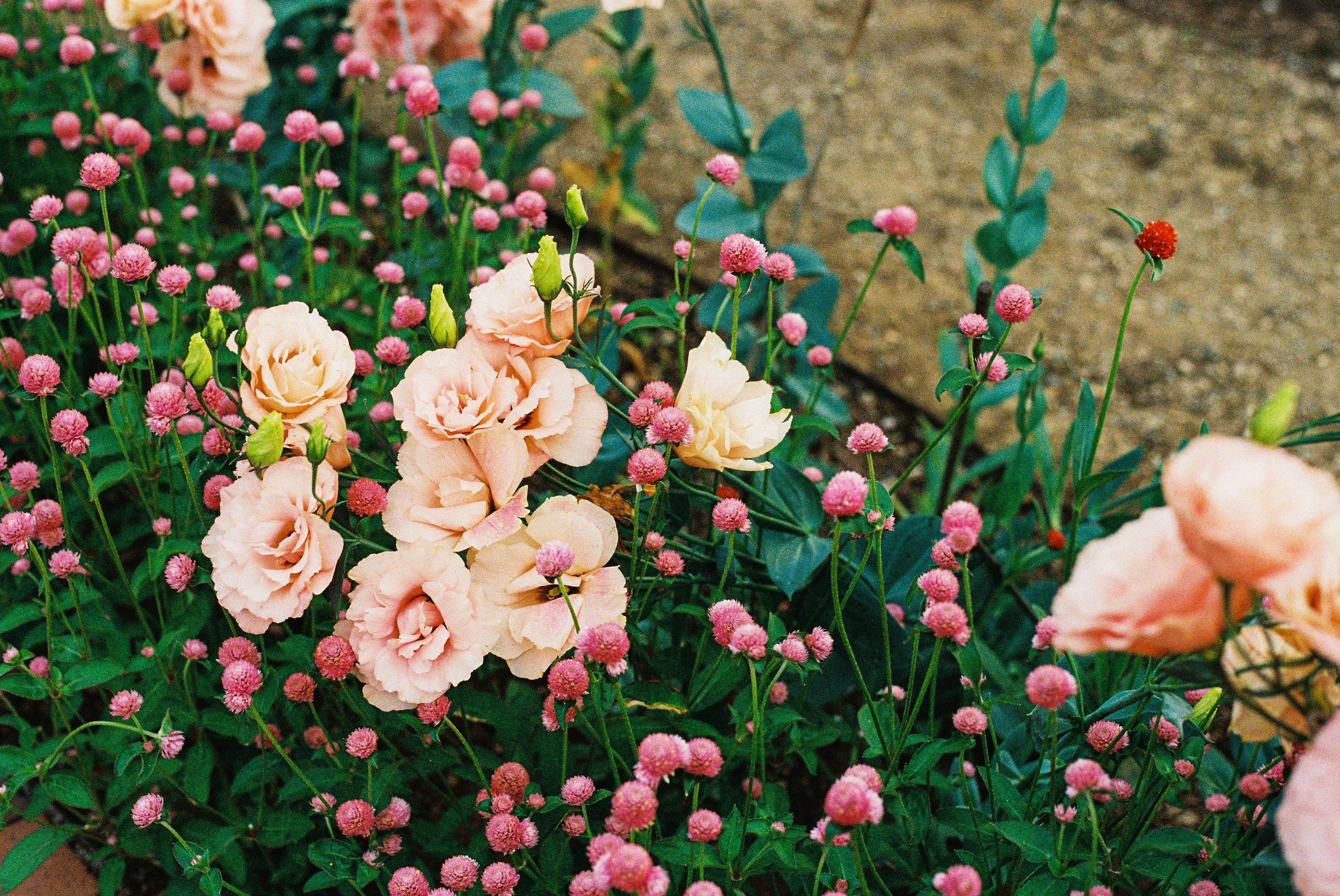 a bunch of pink and white flowers in a garden