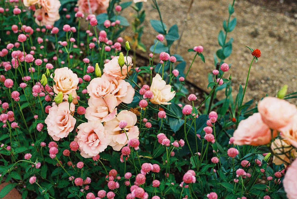 um monte de flores cor-de-rosa e branco em um jardim