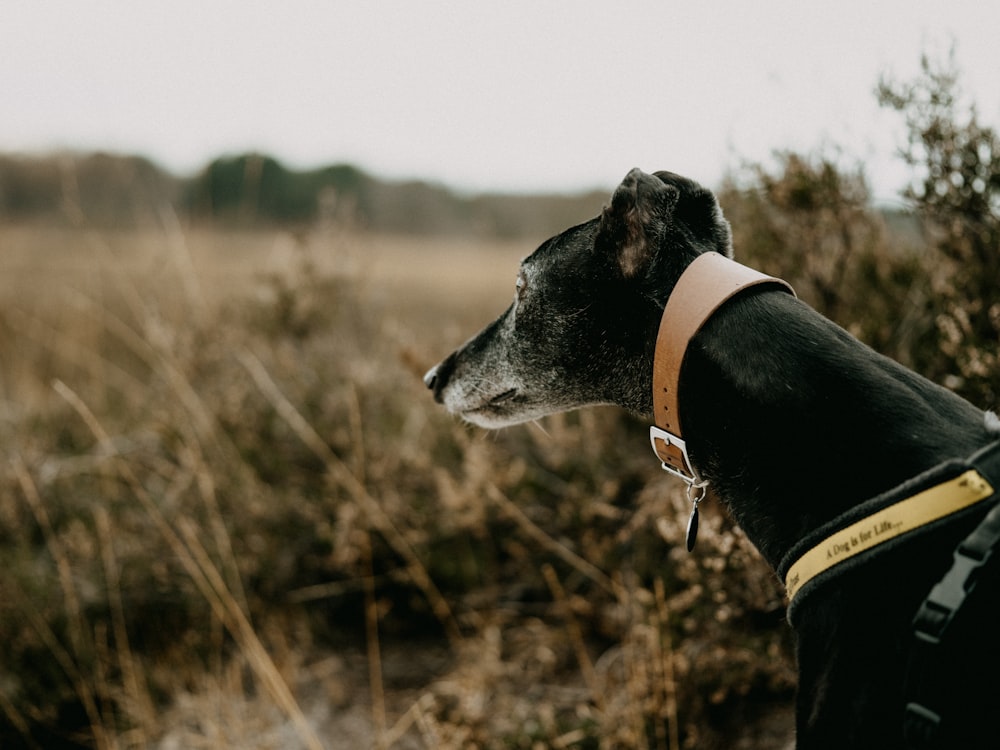 a black and white dog standing in a field