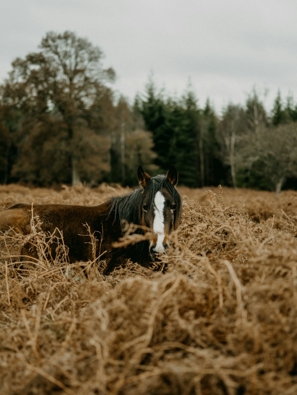 a horse standing in a field of dry grass