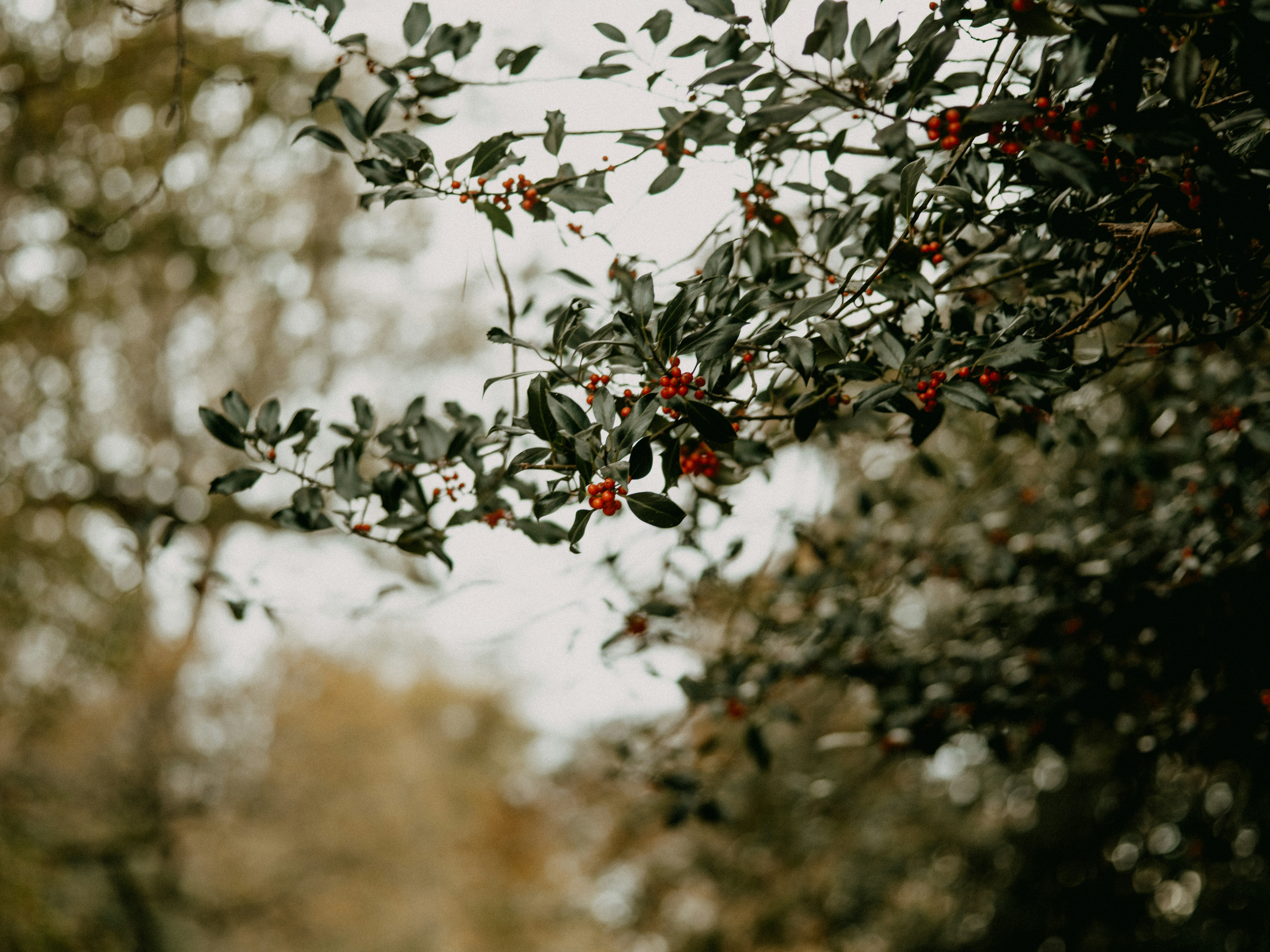 Photo by anniespratt