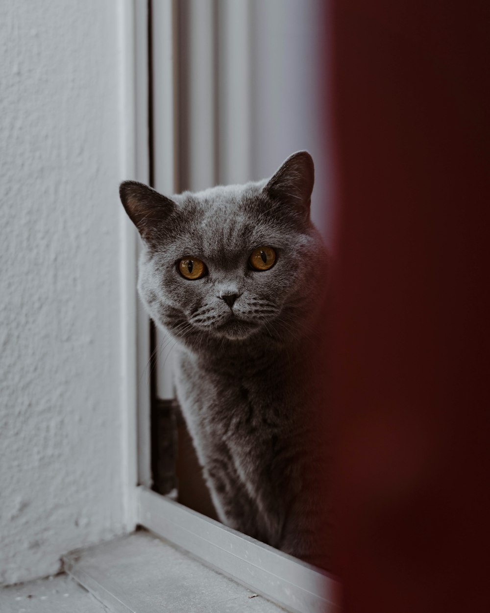 a grey cat looking out of a window