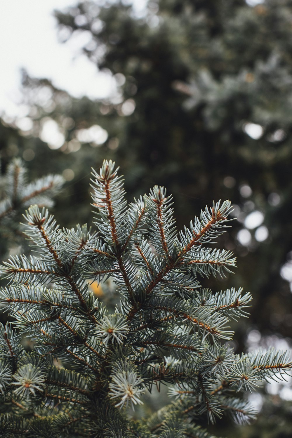 a close up of a pine tree branch