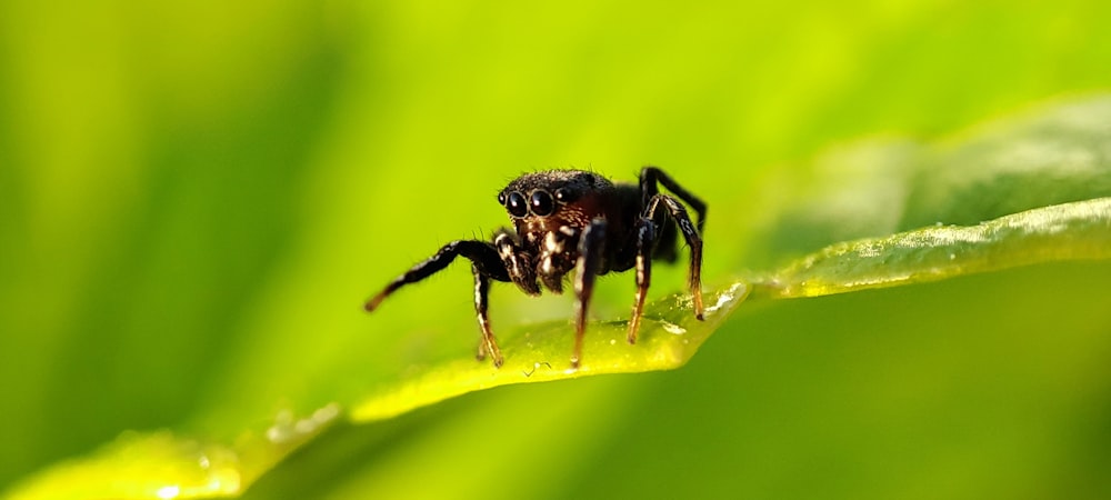 a close up of a spider on a leaf