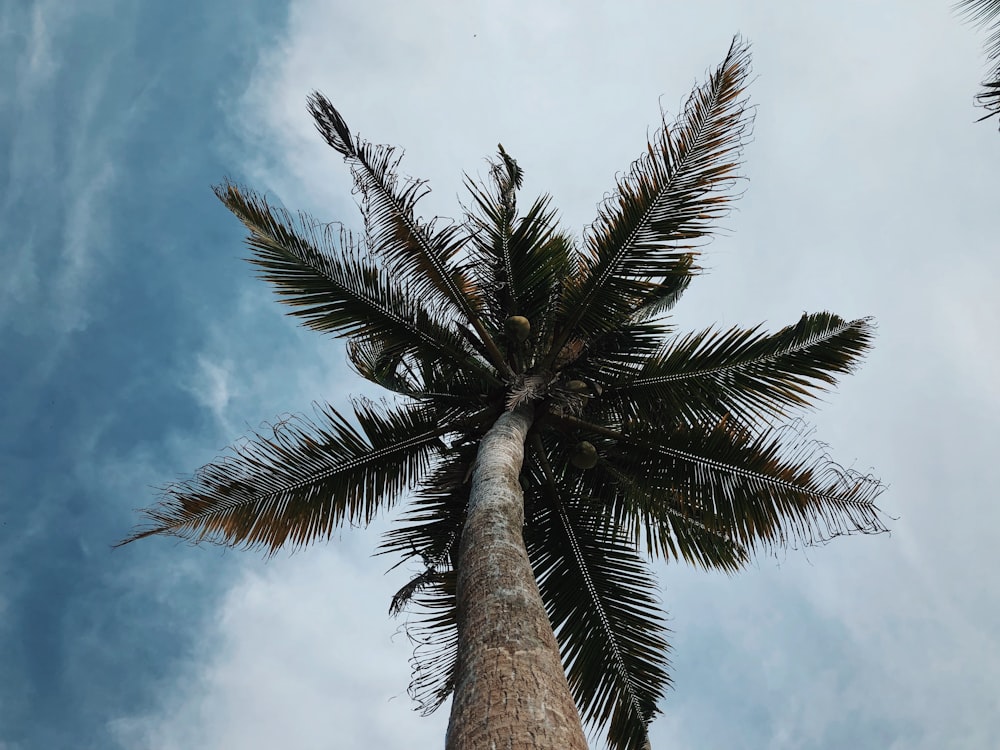 a tall palm tree with a blue sky in the background