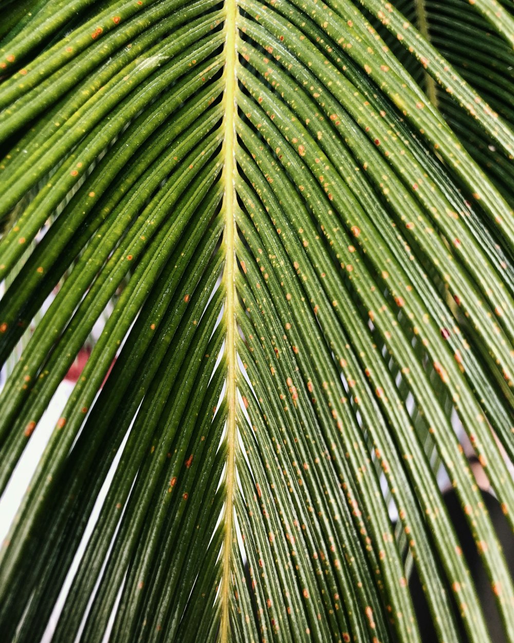 a close up of a palm leaf