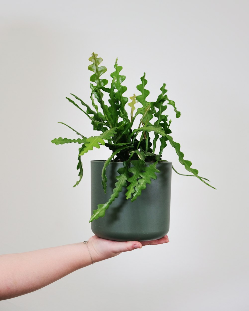 a hand holding a potted plant with green leaves