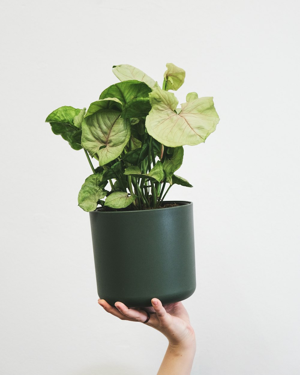 a person holding a potted plant in their hand