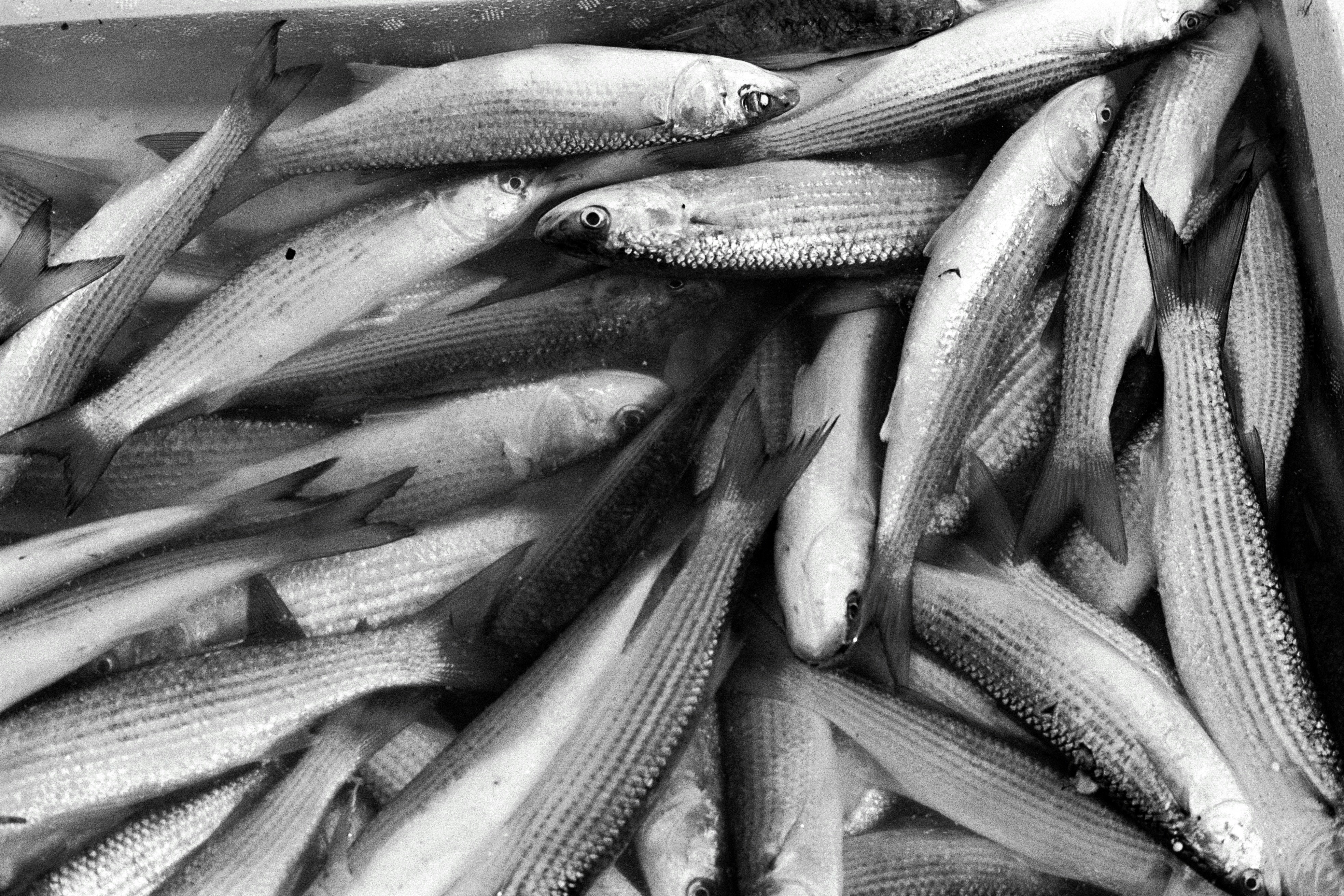 seikat ikan yang ada di dalam kotak