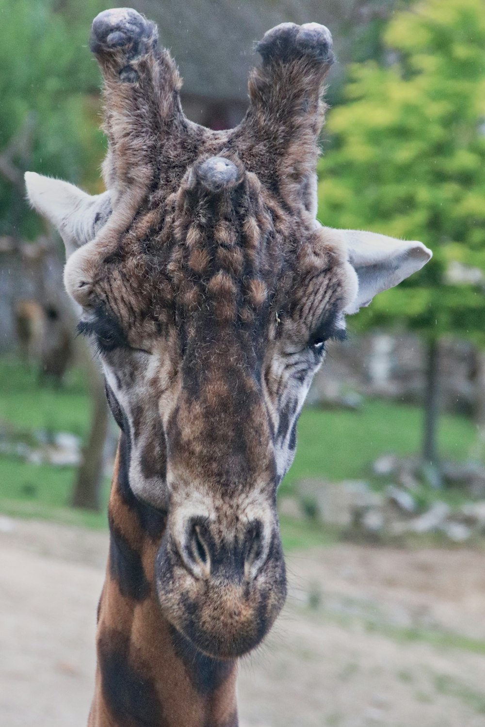 a close up of a giraffe's head with trees in the background