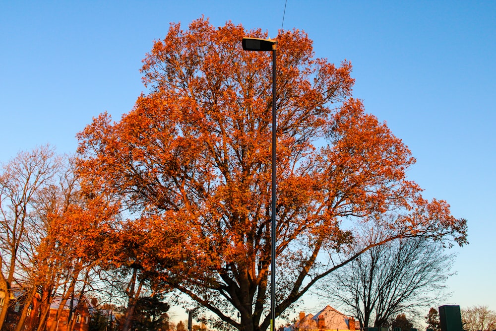 a street light on a pole next to a tree